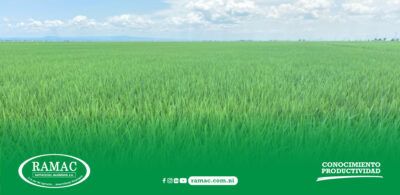 Necesidades nutricionales para el cultivo de arroz